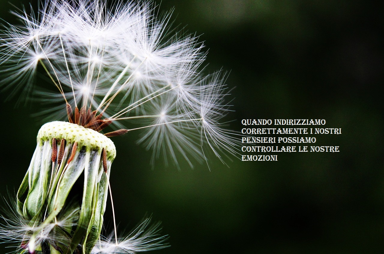 dandelion-1452219_1280